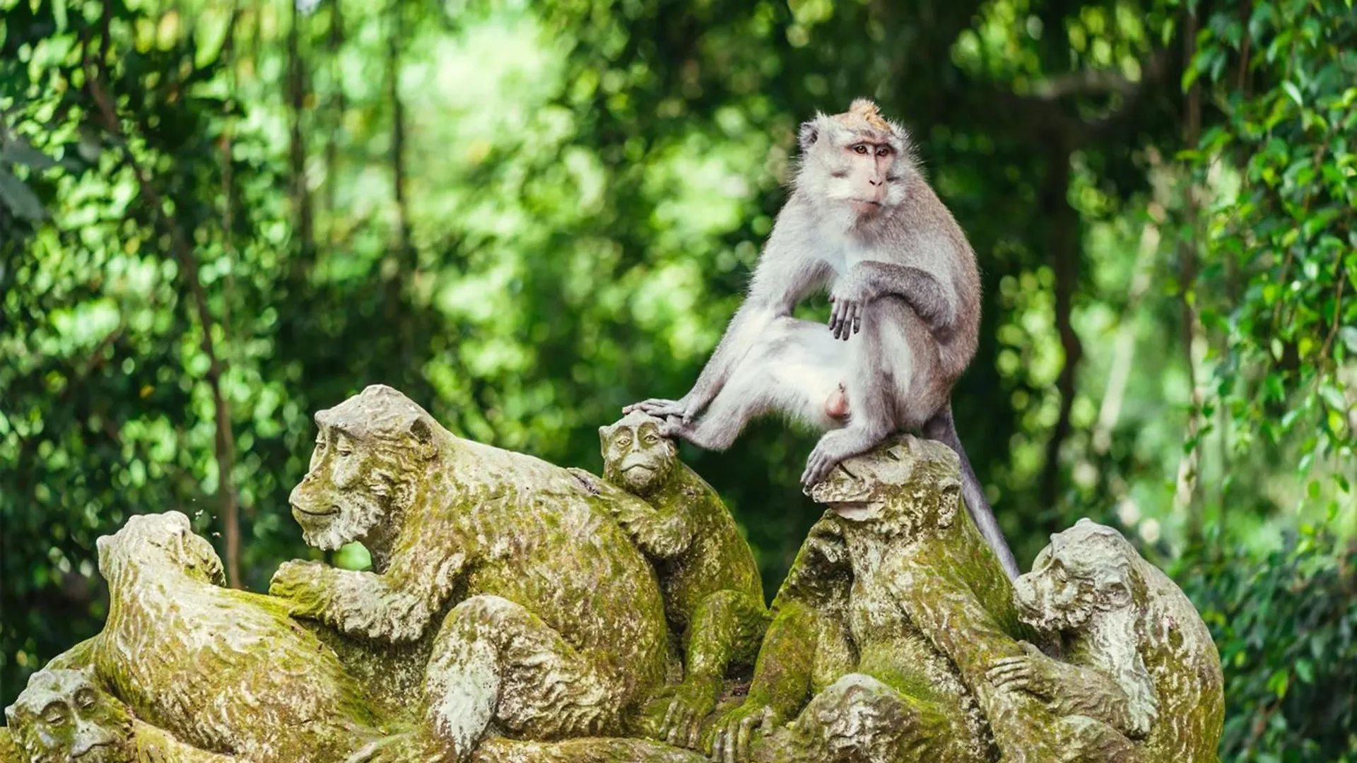 Villa Artini Tegalantang-Ubud Stay 0*, ウブド